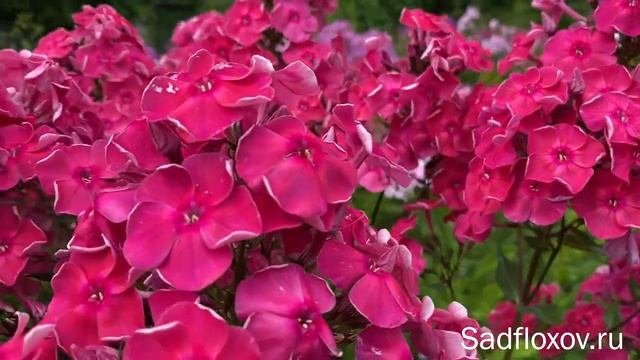 Яркий флокс Модерн моей селекции, днем и вечером