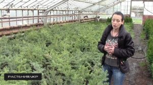 Ель колючая - зелёная, сизая, голубая / Ель посадка и уход