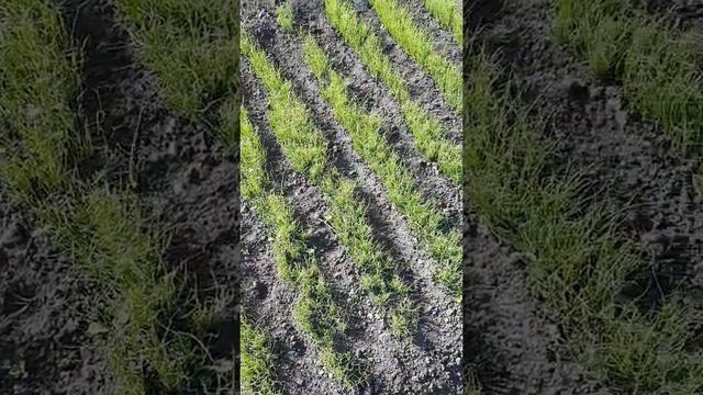 Выращиваем лук севок из чернушки.