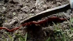 Установка бордюрной ленты