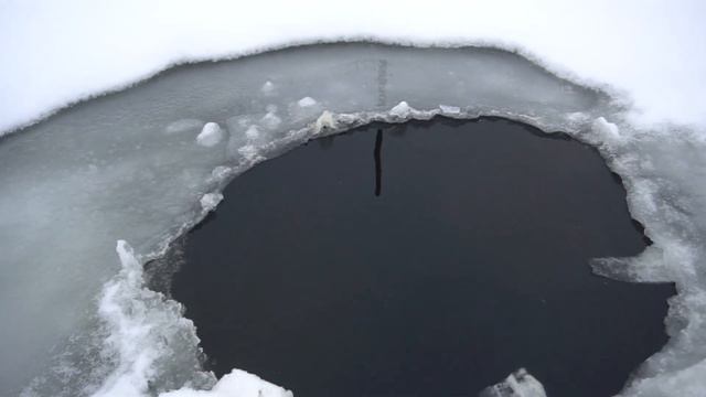Зимнее кормление форели в пруду.