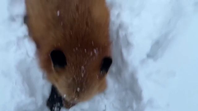 Ли Сяо / Alice the Fox Лиса Алиса (Ручная лиса лежит на коленках) смотреть онлайн