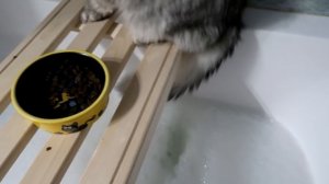 КОШАЧЬЯ ИСТОРИЯ УЖАСОВ 1 СЕРИЯ | НЕУДАЧНОЕ СВИДАНИЕ