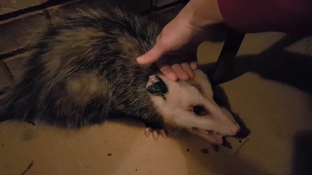 Petting a wild opossum смотреть онлайн
