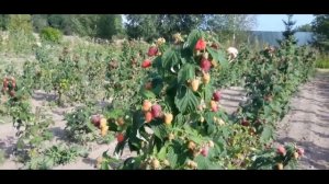 Малина ремонтантная сорт Евразия 2rv7chyXog0 D6n6 GfmJKg