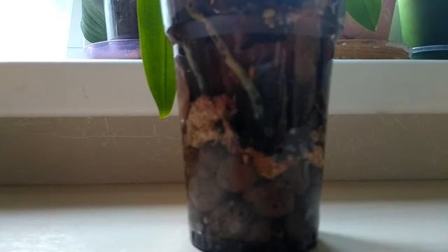 Первый полив орхидеи после пересадки в закрытую систему. смотреть онлайн