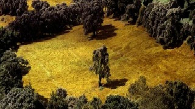 Darksite Lichtung Natur Pur. Träumen Sie sich in einen Wald. смотреть онлайн