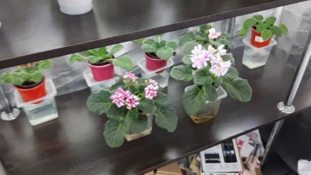 Как нужно разводить препараты для обработки фиалок смотреть онлайн