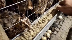 Простые кормушки перепелов и как избежать разбрасывания корма