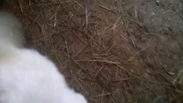 Сколько молока выпивают козлята.