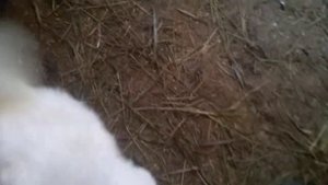 Сколько молока выпивают козлята.
