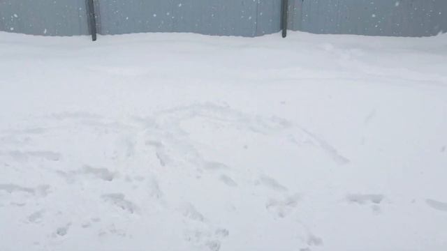 Собака ныряет в сугробы - как гулять зимой?