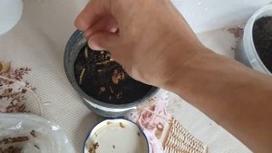 ТУЯ из семян. Пора сеять семена