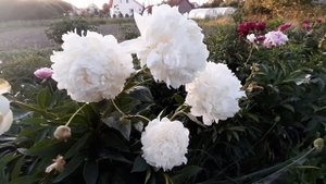 Пион АМАЛИЯ ОЛСЕН / Paeonia AMALIA OLSON - ОБЗОР, ОПИСАНИЕ, ЦВЕТЕНИЕ, ОТЗЫВ