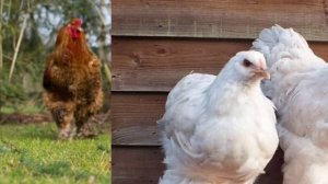 Куры брама. Куры породы Брама. Чем кормить кур? Плюсы и минусы кур?#куры#брамакуропатчатая#брама#ре