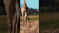 big animals#shortvideo #animal#budho siyal