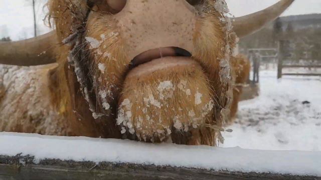 Германия Снег в марте 2018 / LENNDO смотреть онлайн