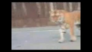 Тигр уссурийский на трассу вышел.Tigre de caza.