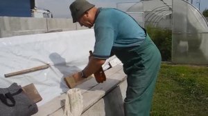 Как вырастить много белых грибов на своем участке