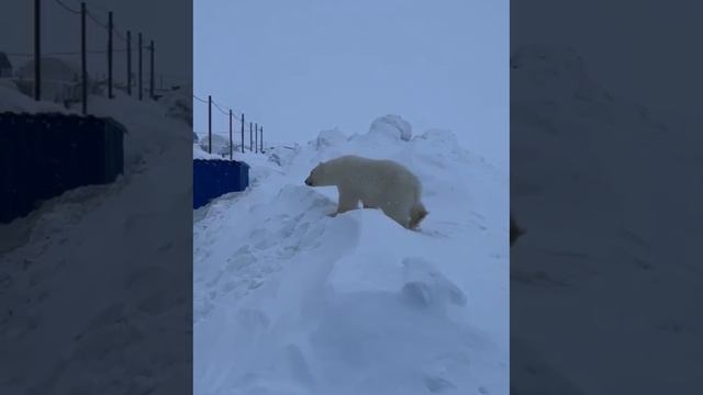 Медведь задрал вахтовиков в якутии