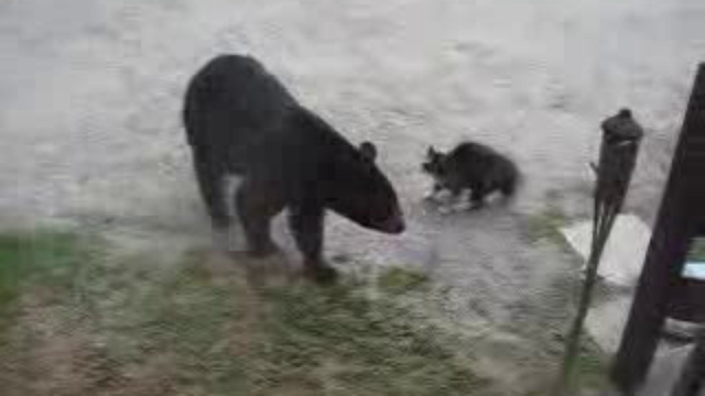 Видео медведи против. Кошка защищает ребенка. Колокольчик против медведя.