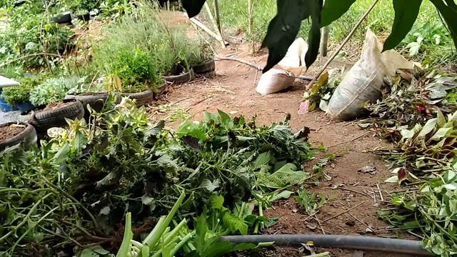 Meus coleus e crótons смотреть онлайн