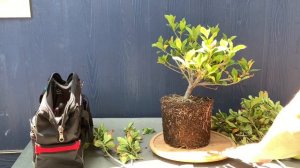 Starting A Gardenia Bonsai From Nursery Stock (05/19/22)