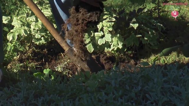 Что делать, если крупнолистная гортензия не цветёт? #urozhainye_gryadki смотреть онлайн