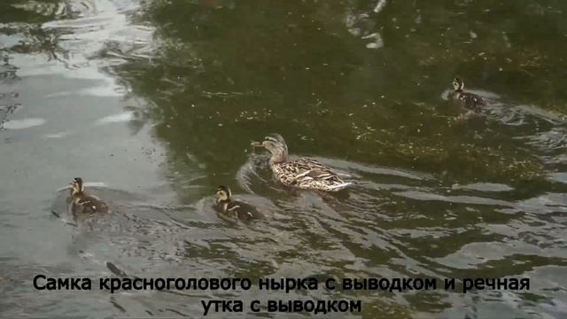 Самка красноголового нырка с выводком и речная утка с выводком смотреть онлайн