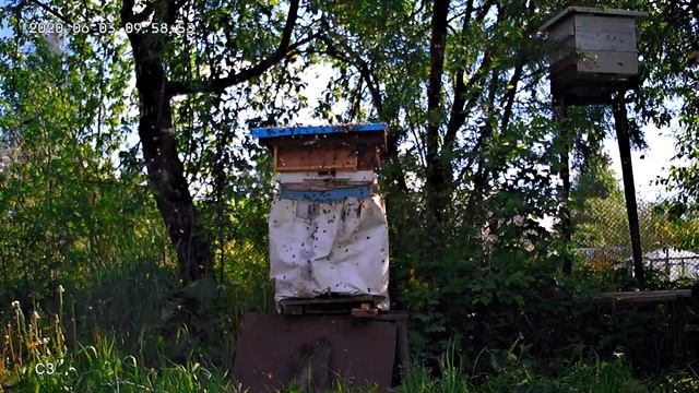 Второй рой с не плодными матками. смотреть онлайн