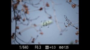 Sigma 150-600mm Sport + Sony A9 + Metabones v5