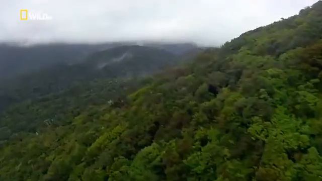 Австралия 🇦🇺. После Муссона.Необъятная планета 🌍 Земля. Дикая природа 24 часа. смотреть онлайн