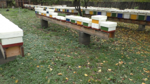 Будущие пчелопакеты,миниплюсы,Черноклен,мотопомпа для сиропа.