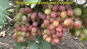 Виноград 2022. Анита - сорт для длительного хранения