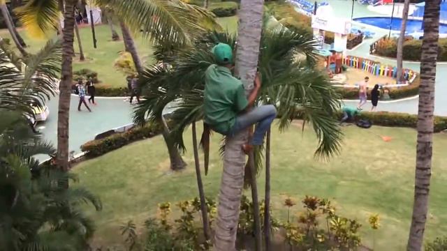 Доминиканцы собирают кокосы смотреть онлайн