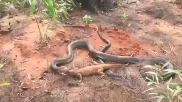 KING COBRA DUEL MAUT VS KOMODO смотреть онлайн