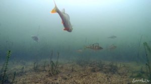 ЩУКА СЪЕЛА КАРАСЯ! Подводная съемка хищников. Рыбалка на жерлицы