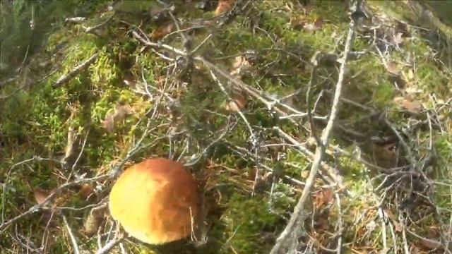 Охота за грибами! Грибы 2021! Выезд второй! Семейный! смотреть онлайн