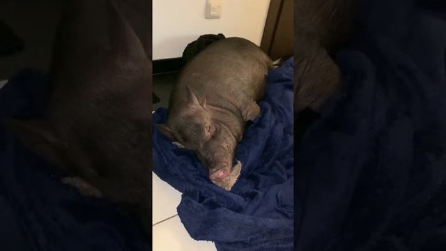 Мои дорогие мини пиги смотреть онлайн