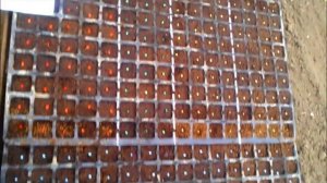 Как вырастить сладкий перец в теплице? Посев сладкого перца