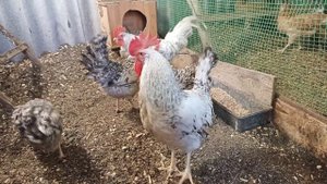 Оплод Борковской Борвистой породы кур