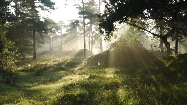 Медитация тотальное омоложение и обновление организма. смотреть онлайн