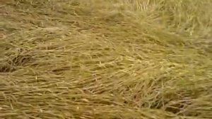 НЛО. Круги на полях. Краснодарский край.