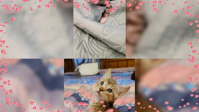 Hershey-The Chocolate Tabby смотреть онлайн