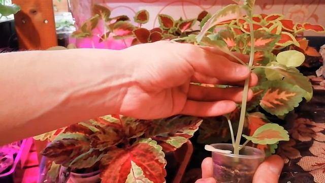 ФОРМИРОВАНИЕ КОЛЕУСА. ОБРЕЗКА И ПРИЩИПКА КОЛЕУСА
