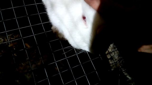 МОЖНО ЛИ ГЛАДИТЬ КРОЛИКА смотреть онлайн