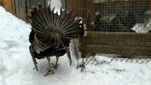 Сколько весят мои индюки.