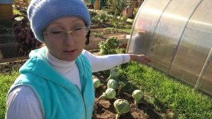 Капуста Сахарная голова и Килатон.