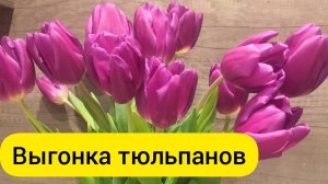 Выгонка тюльпанов на 8 марта в домашних условиях/Обзор на 10.02.22г