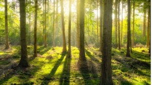 30 минут очень приятной музыки на пианино.